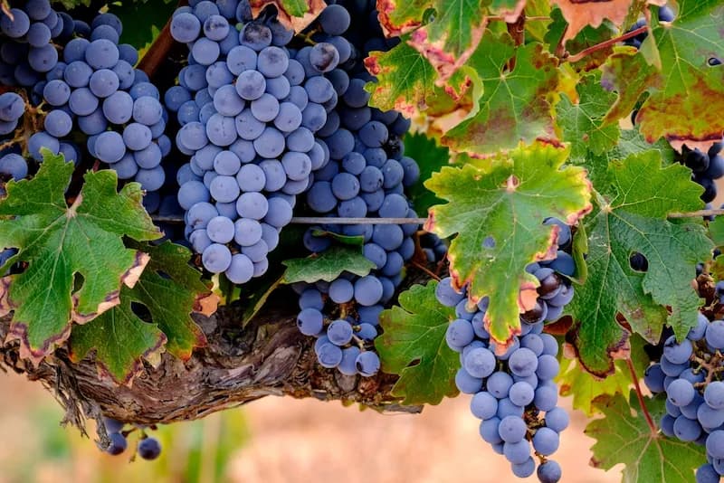 Merlot grape, Son Bordils vineyard, Inca, Mallorca, Balearic Islands, Spain