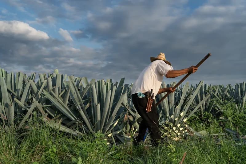 A field hand tending to agave plants in Mexico, essential for producing traditional Mexican spirits like tequila and mezcal. Culinary school graduates in Mexico can explore diverse career paths including roles in food and beverage production.